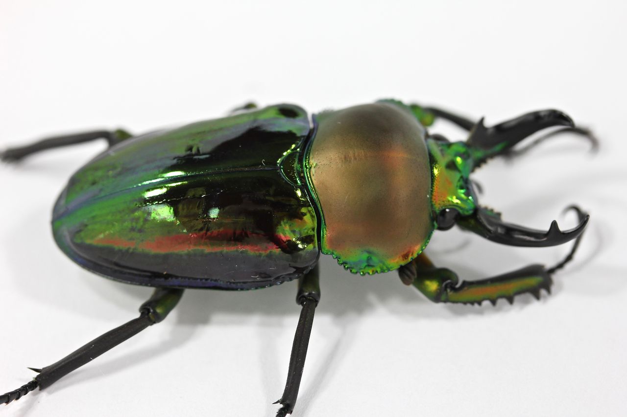 ニジイロクワガタ飼育記(ブルー血統) 3世代目紹介＆アウト1代目途中