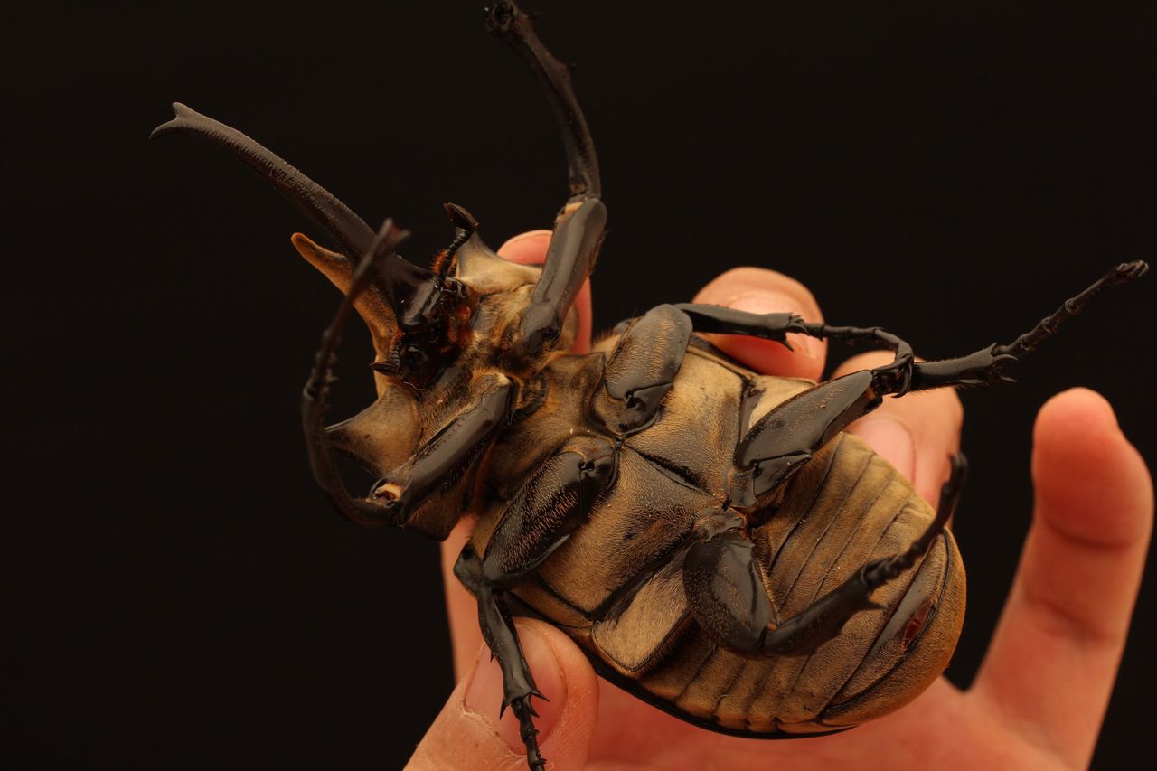 エレファスゾウカブト飼育記 羽化個体紹介＆蛹化ケース作成