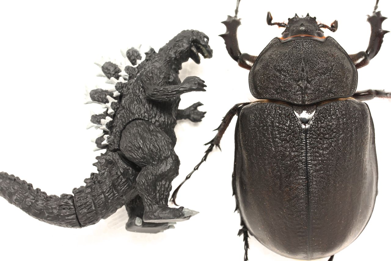 T*u様 アクティオンゾウカブト アクタエオンゾウカブト/アクティオンゾウカブト（レックス