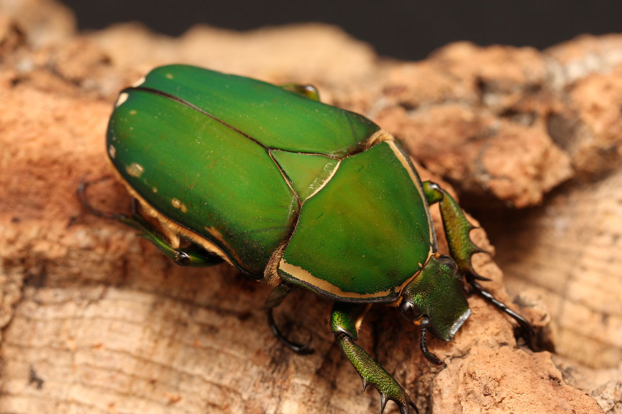 オオツノカナブントルクアータ約71ミリ'86 コートジボワール産