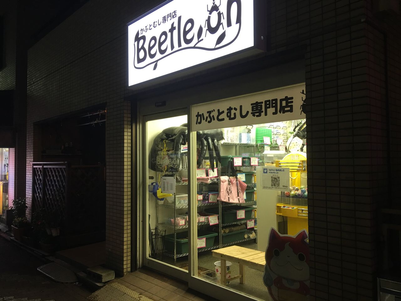 全国カブクワショップ紹介 オオカブトの部屋 全国カブクワショップ紹介 オオカブトの部屋