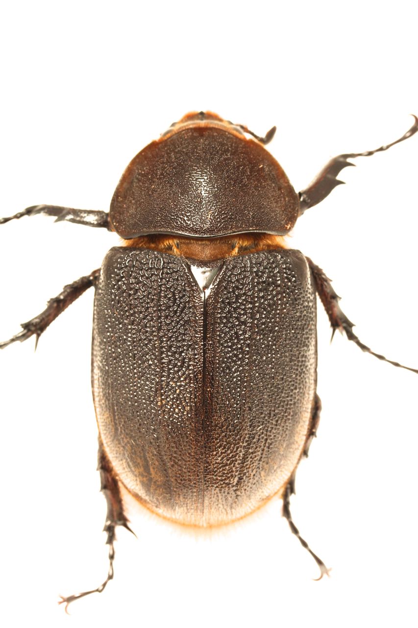 11まで限定出品！2004ヘルクレスオオカブト、タランドゥス未使用 ヘラクレストゥクストラエンシス飼育記 : オオカブトの部屋