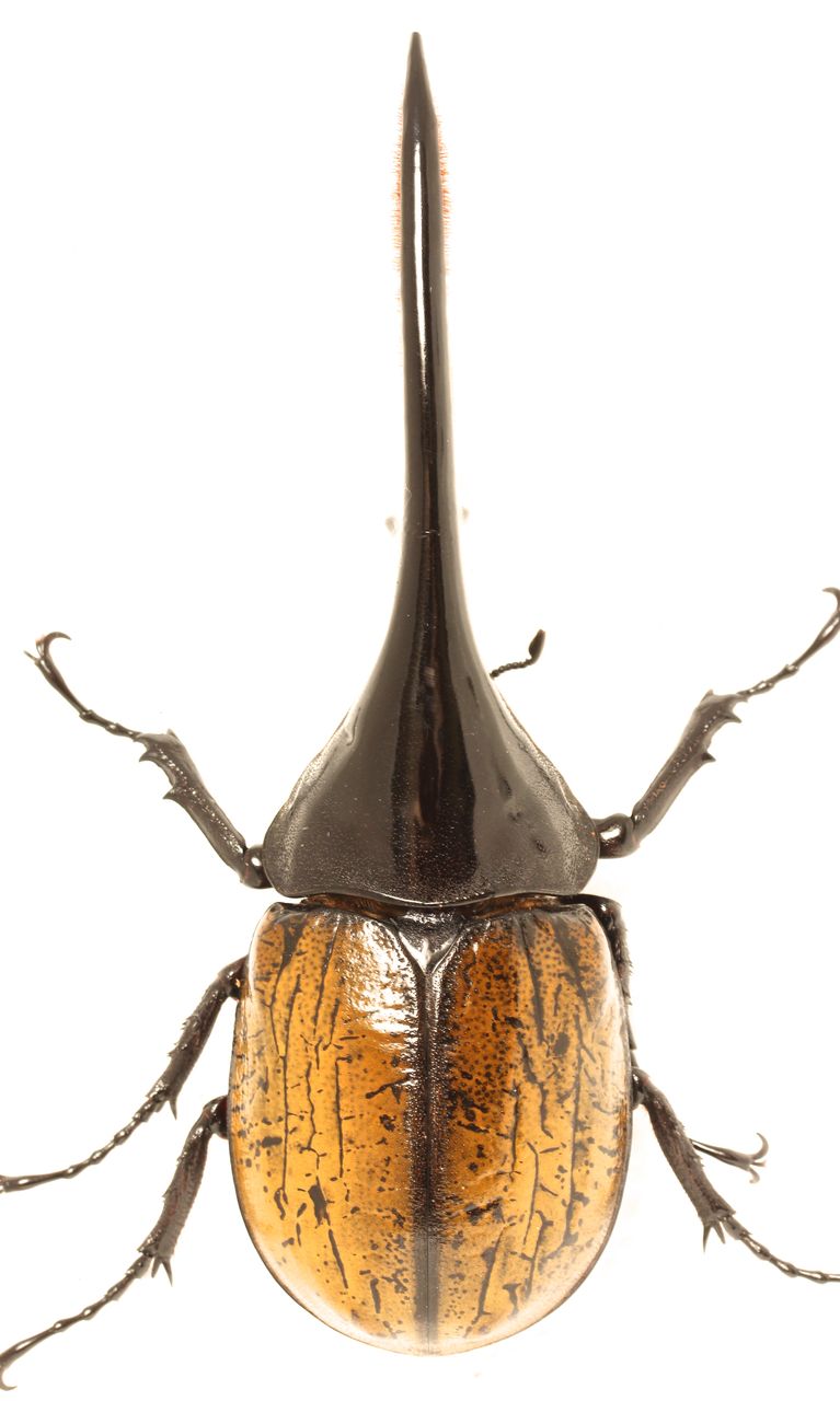 ヘラクレスエクアトリアヌス飼育記 : オオカブトの部屋