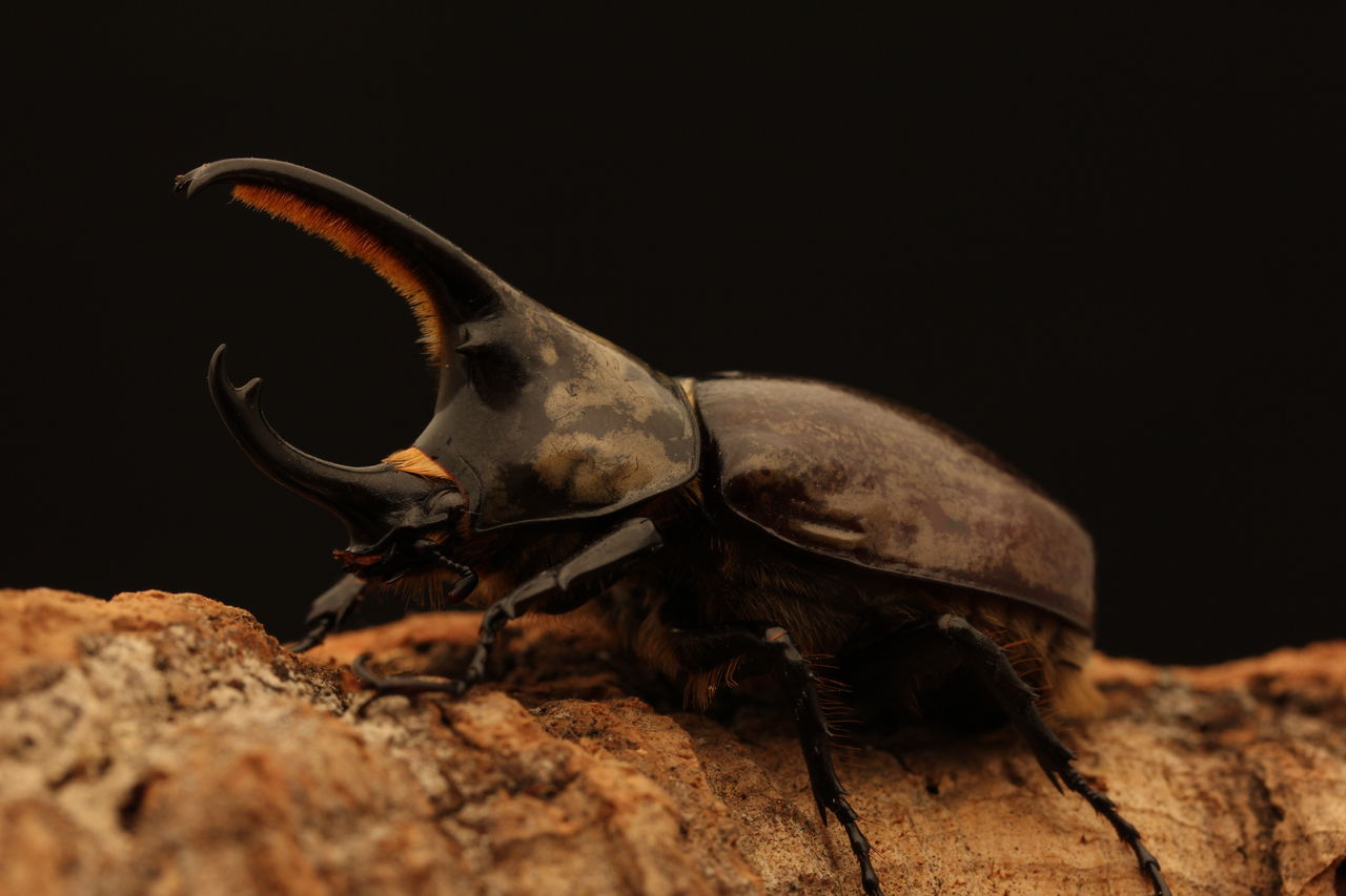 グラントシロカブト飼育開始 : オオカブトの部屋 グラントシロカブト飼育開始 : オオカブトの部屋