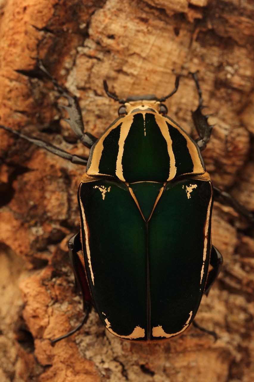 ウガンデンシス 採卵〜孵化・別系♀入手 : オオカブトの部屋