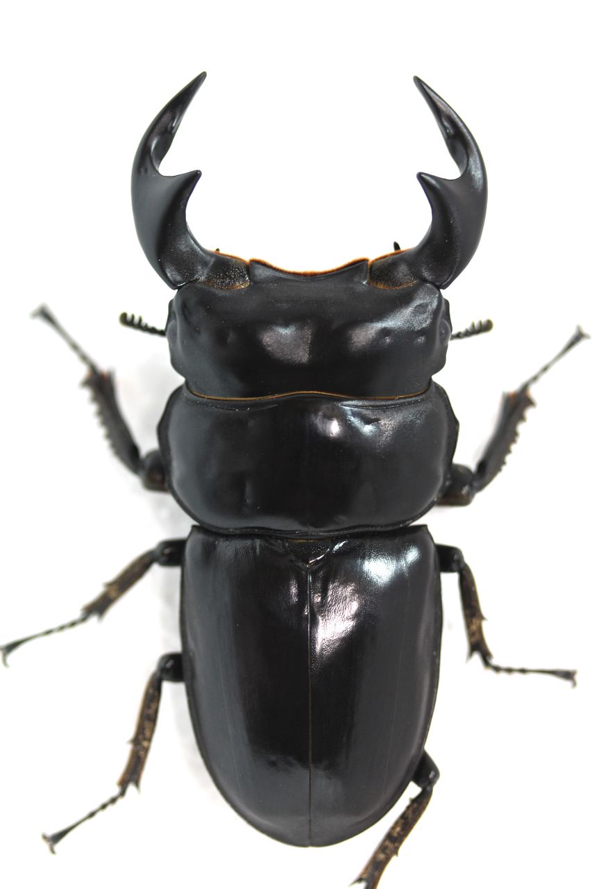 マレーアンタエウス(ドルクスマンB血統)飼育記 羽化 : オオカブトの部屋