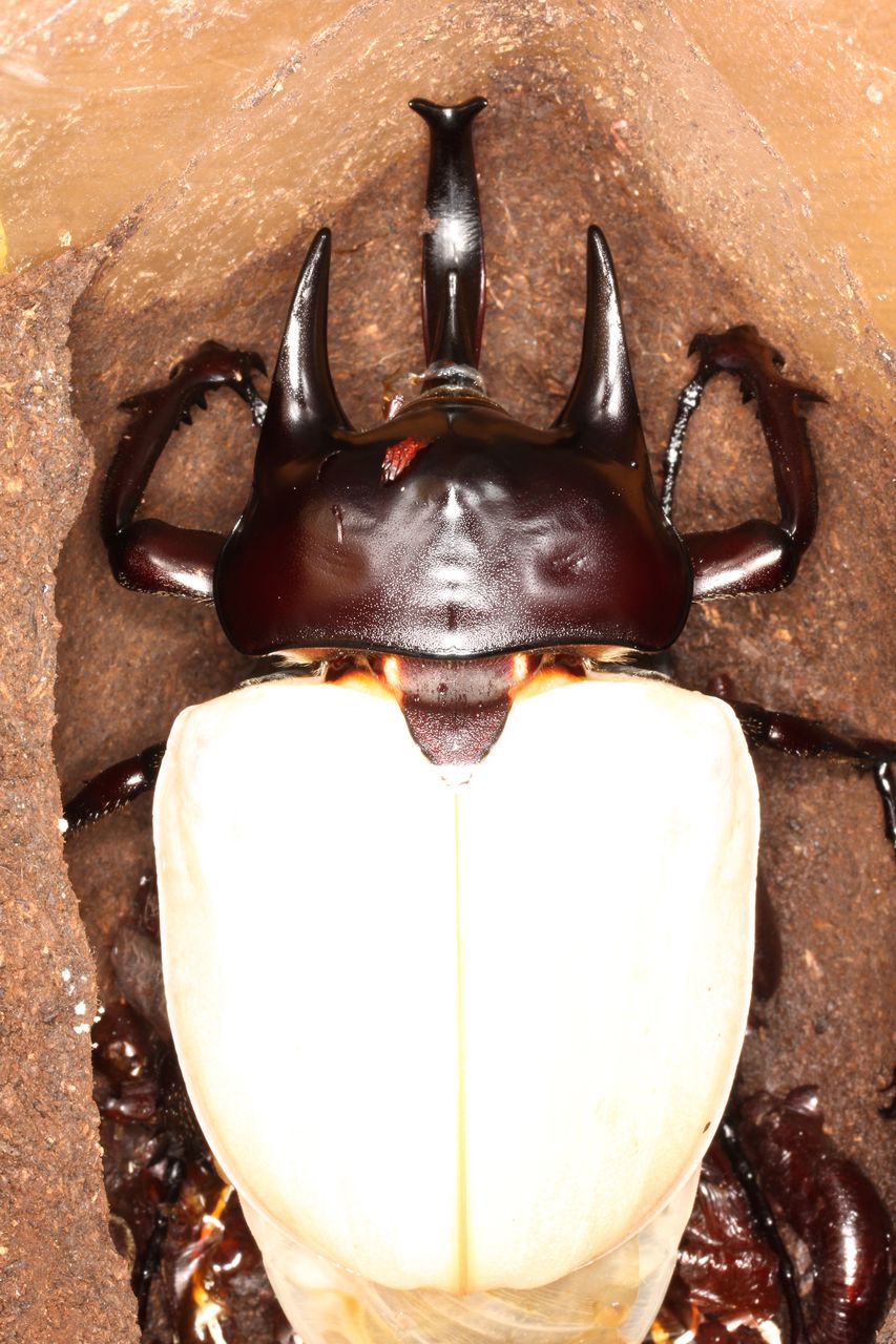 アクティオンゾウカブト飼育記 ♂羽化 : オオカブトの部屋