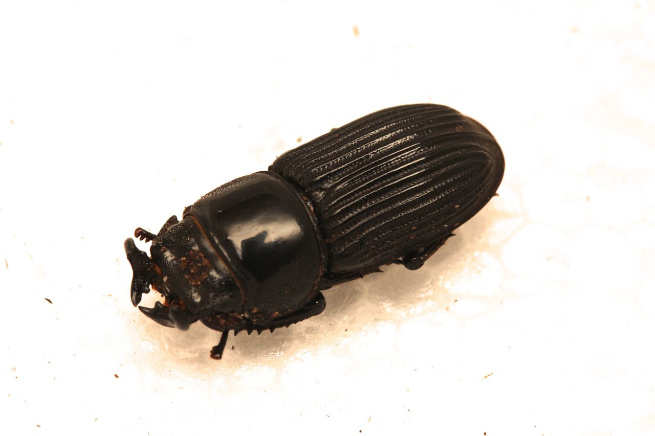 ラエビコリスツノヒョウタンクワガタ飼育記 オオカブトの部屋 ラエビコリスツノヒョウタンクワガタ飼育記 オオカブトの部屋