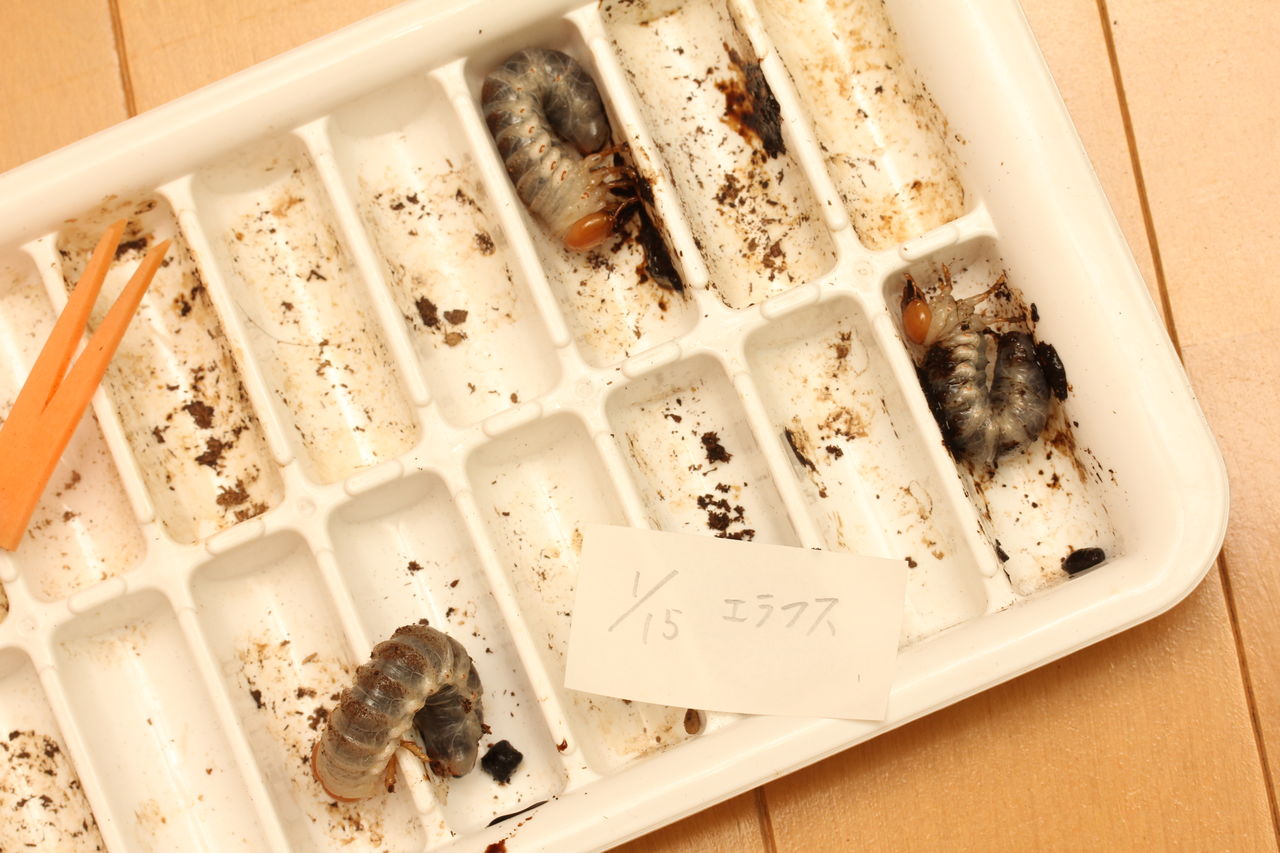 エラフスホソアカクワガタ飼育記 3サイクル目 : オオカブトの部屋