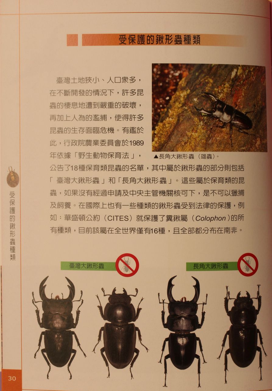 オオクワガタ特大78.6㎜　初令幼虫採集個体 オオクワガタ特大78.6㎜ 初令幼虫採集個体