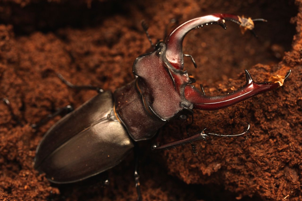 ユダイクスミヤマクワガタ飼育記 羽化 オオカブトの部屋