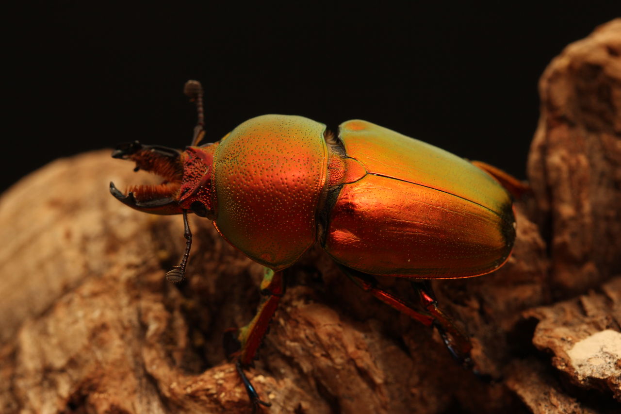 タスマニアキンイロクワガタ飼育記 : オオカブトの部屋