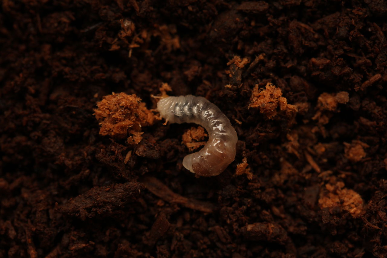 マンディブラリスフタマタクワガタ飼育記(原名亜種) : オオカブトの部屋