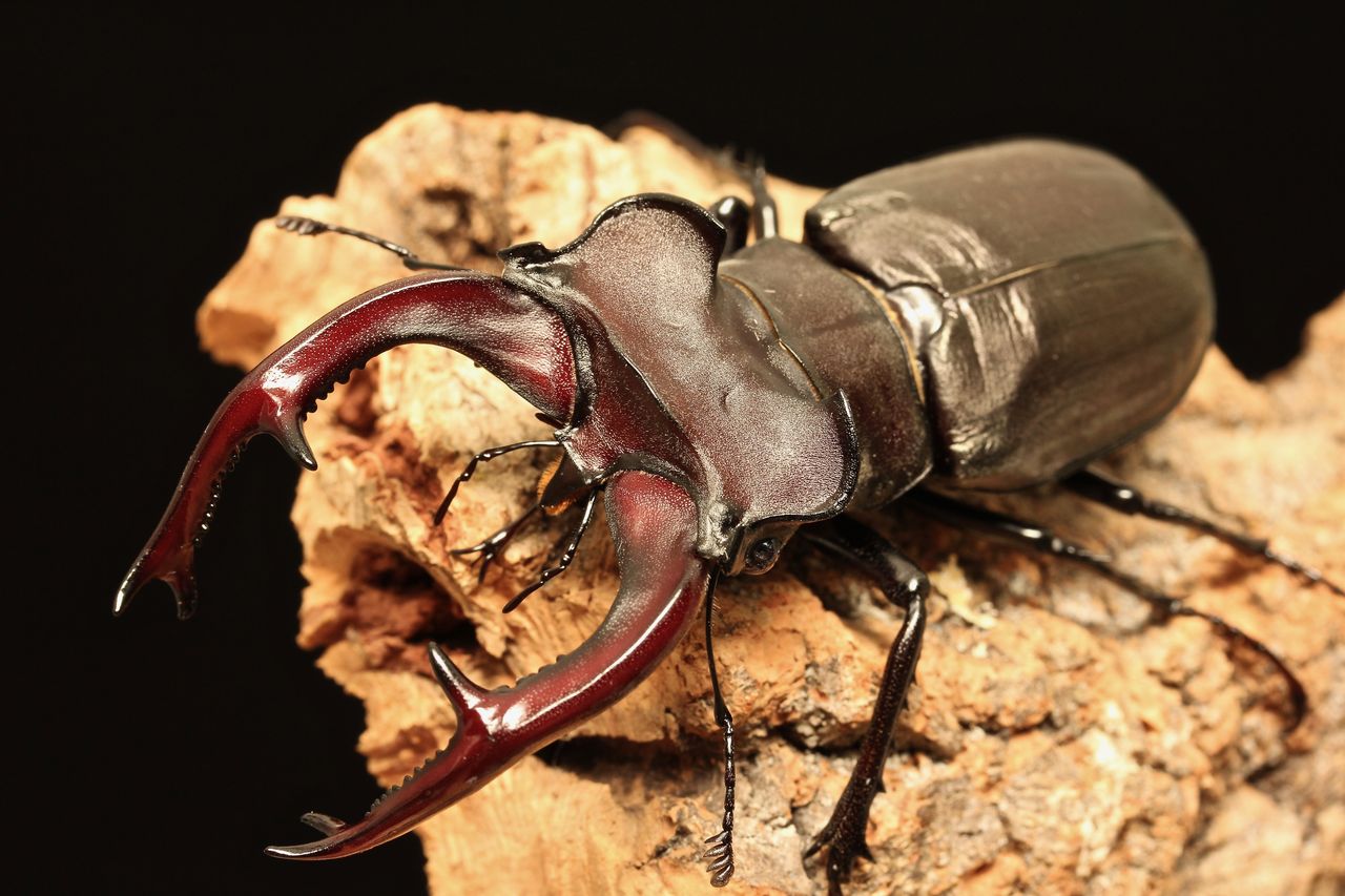 車 lucanus lucanus 様専用① トヨタタイヤ4本セット