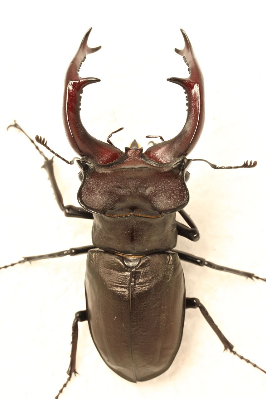 ユダイクスミヤマクワガタ 後食済90mm♂単品