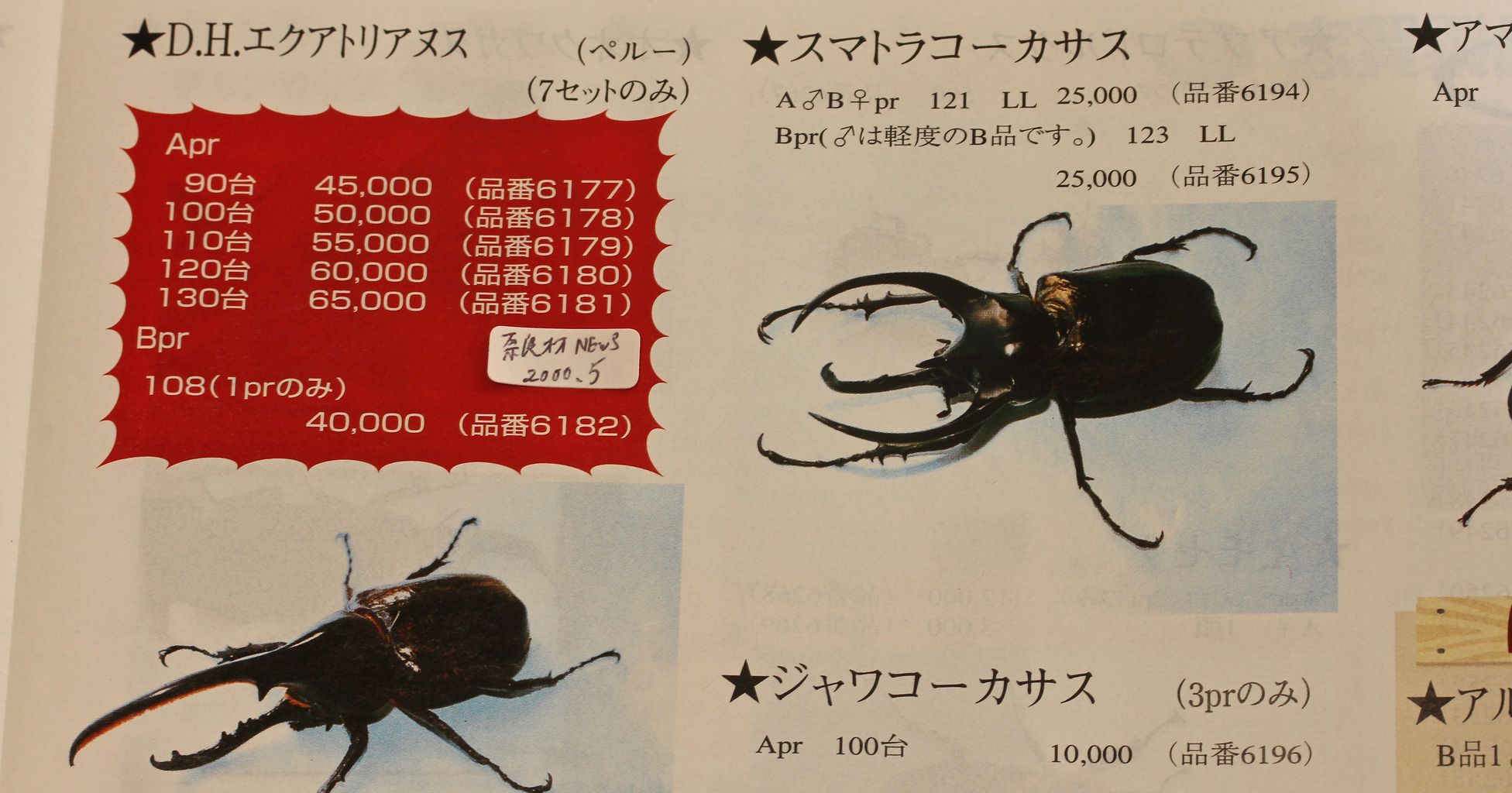 ヘラクレスエクアトリアヌス飼育記 : オオカブトの部屋