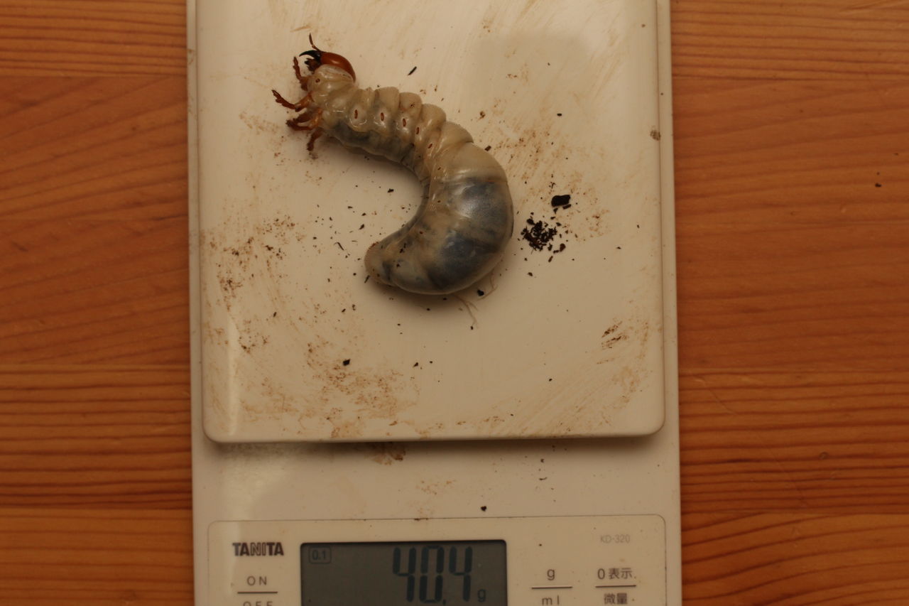 ブルマイスターツヤクワガタ飼育記 羽化 : オオカブトの部屋