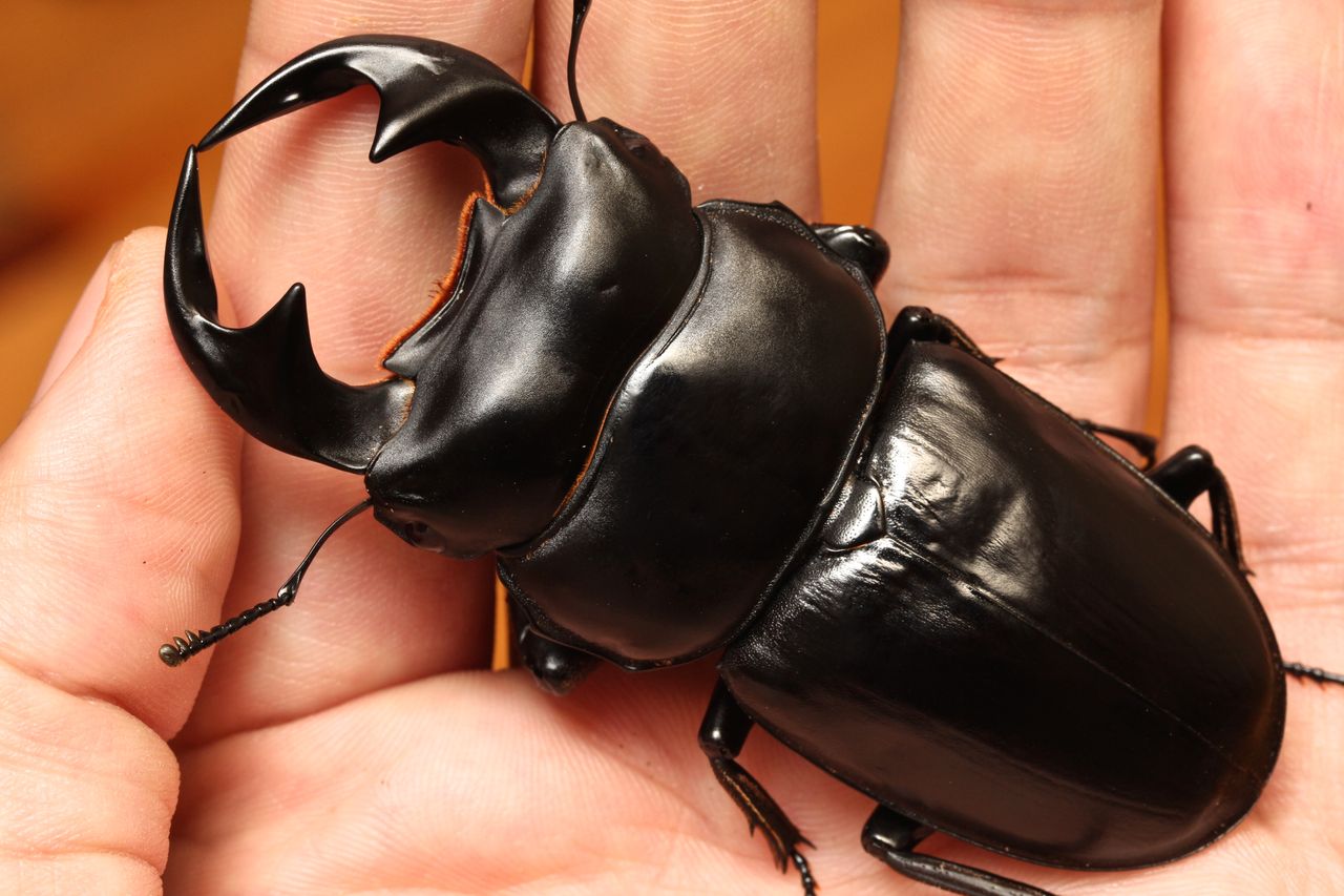 マレーアンタエウス(ドルクスマンB血統)飼育記 : オオカブトの部屋