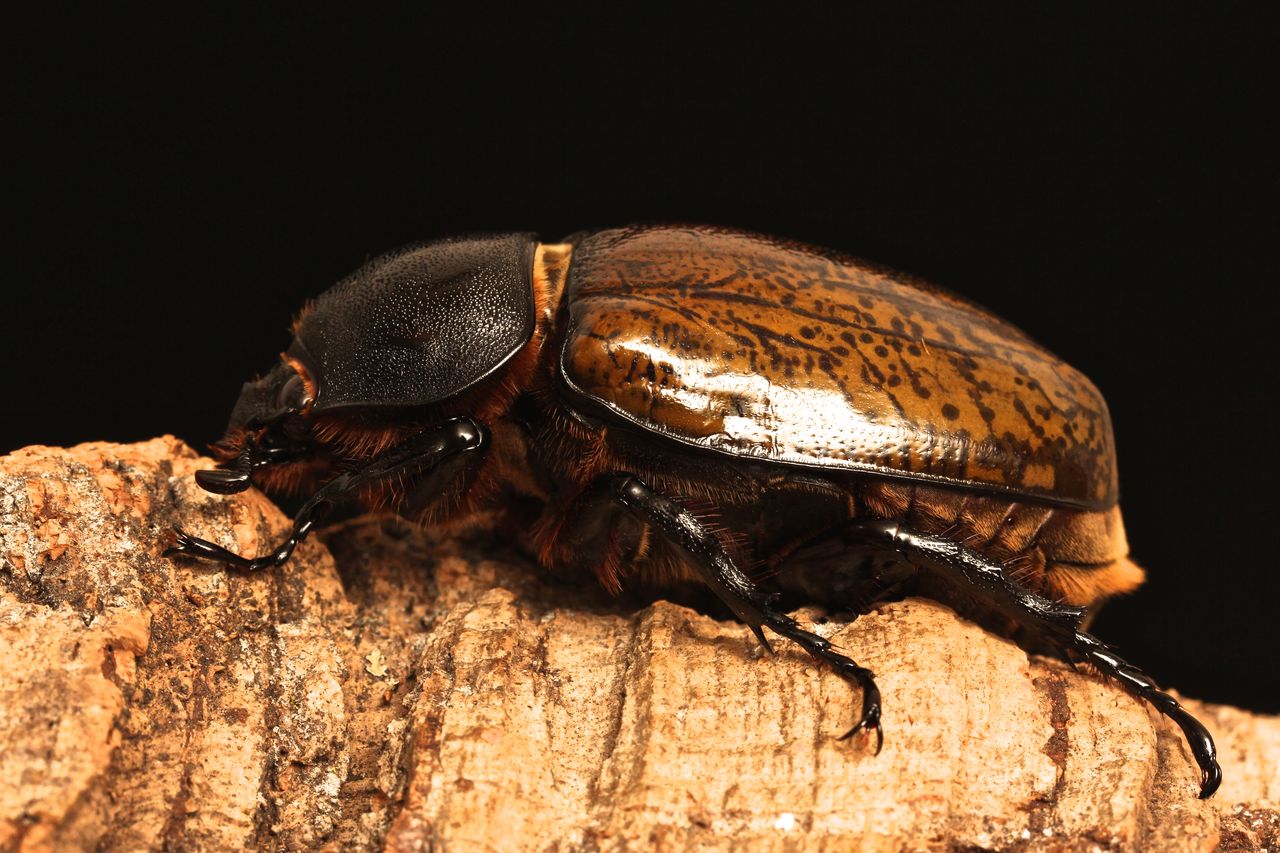 マヤシロカブト飼育記 : オオカブトの部屋