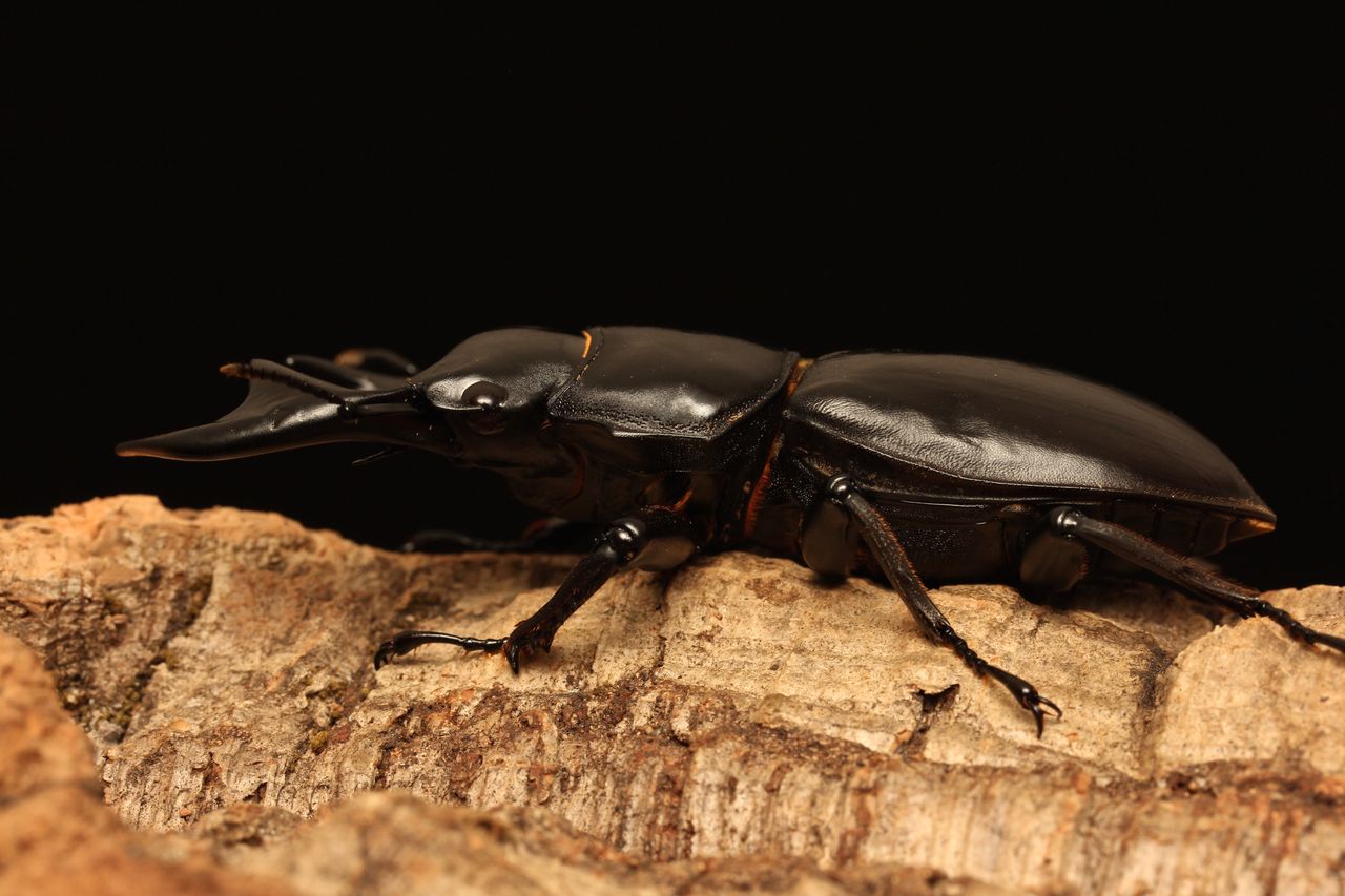 マレーアンタエウス(ドルクスマンB血統)飼育記 : オオカブトの部屋