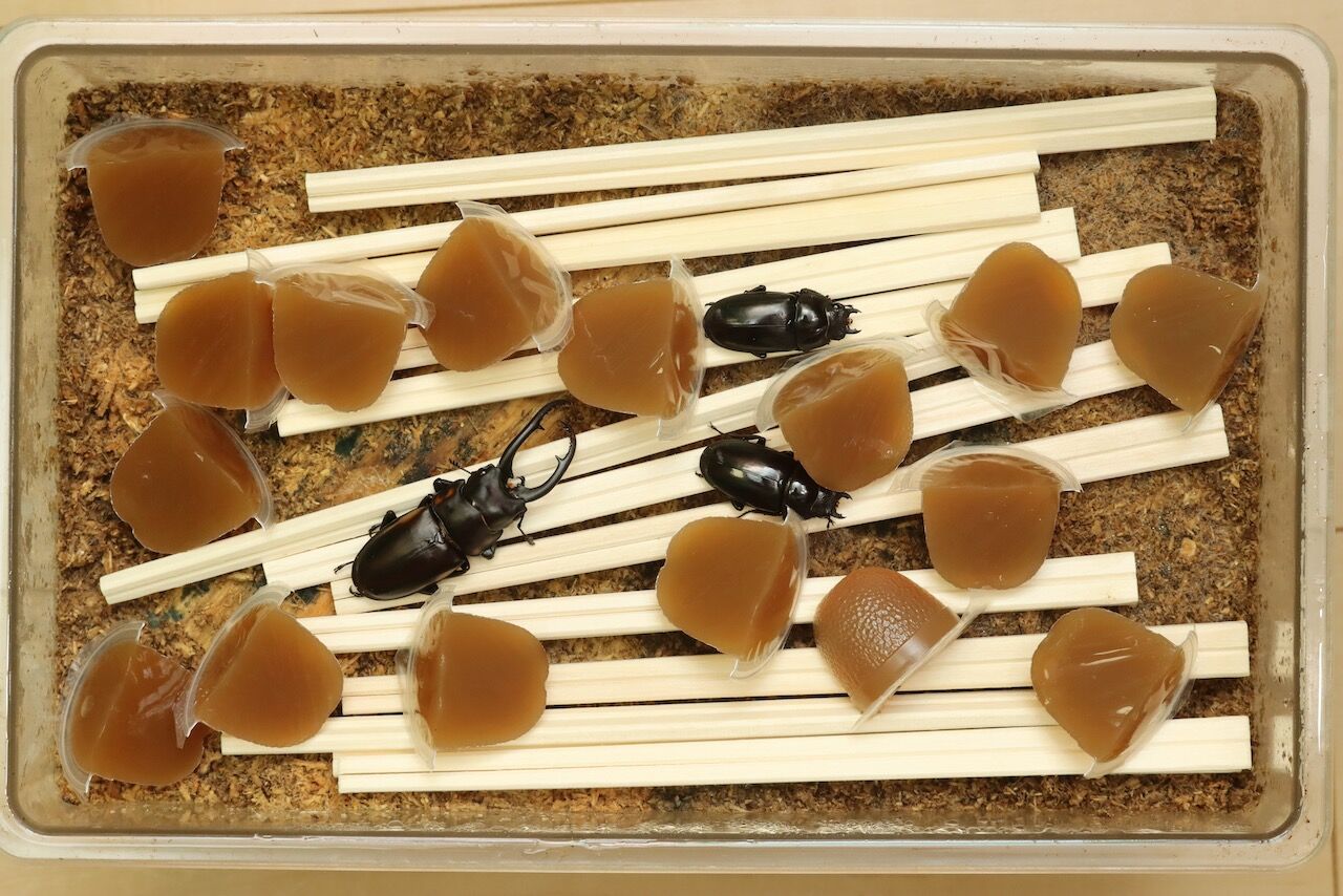 デキピエンスノコギリクワガタ飼育記 : オオカブトの部屋