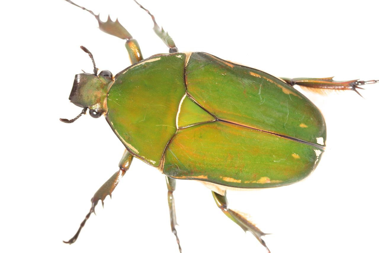 トルクアータオオツノカナブン(インマキュリコリス)飼育記 羽化