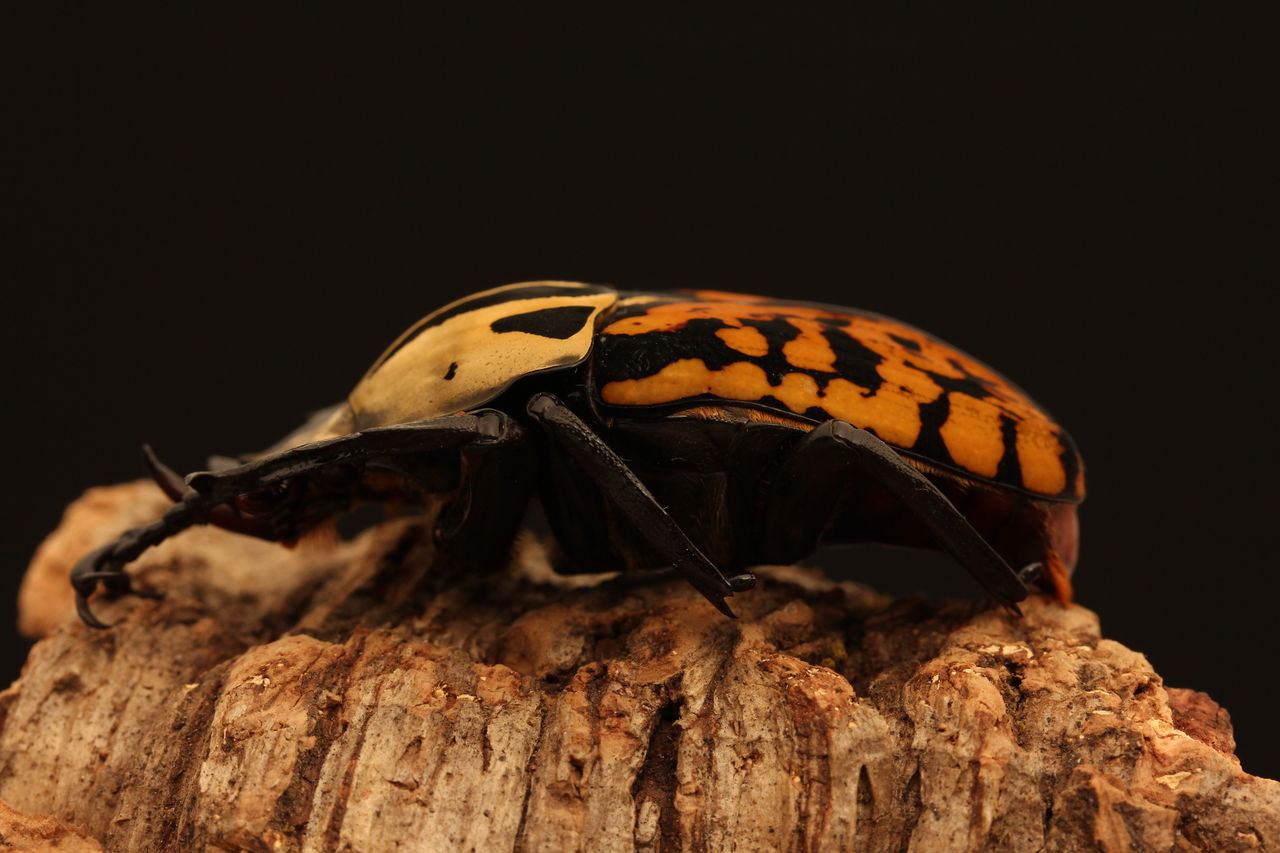 タンザニア産オーベルチュールオオツノカナブン 【公式通販】