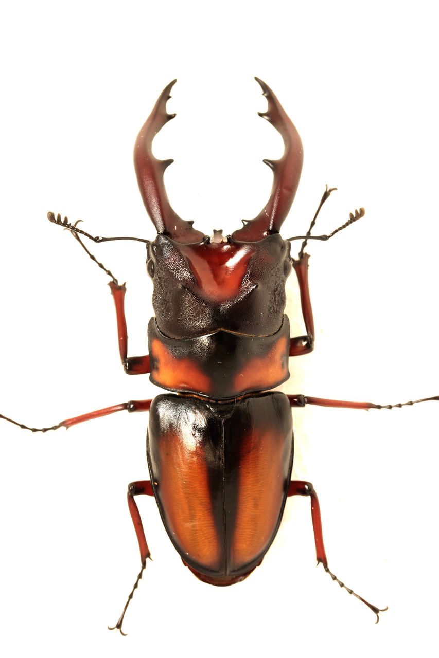 ミラビリスノコギリクワガタ飼育記 2世代目〜4世代目