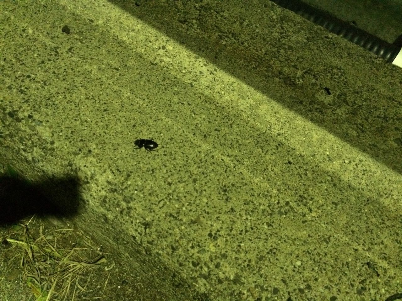 国産オオクワガタ(自己採集新潟産)飼育記 : オオカブトの部屋