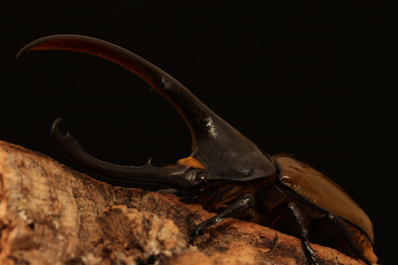 ヘラクレスリッキー飼育記 : オオカブトの部屋