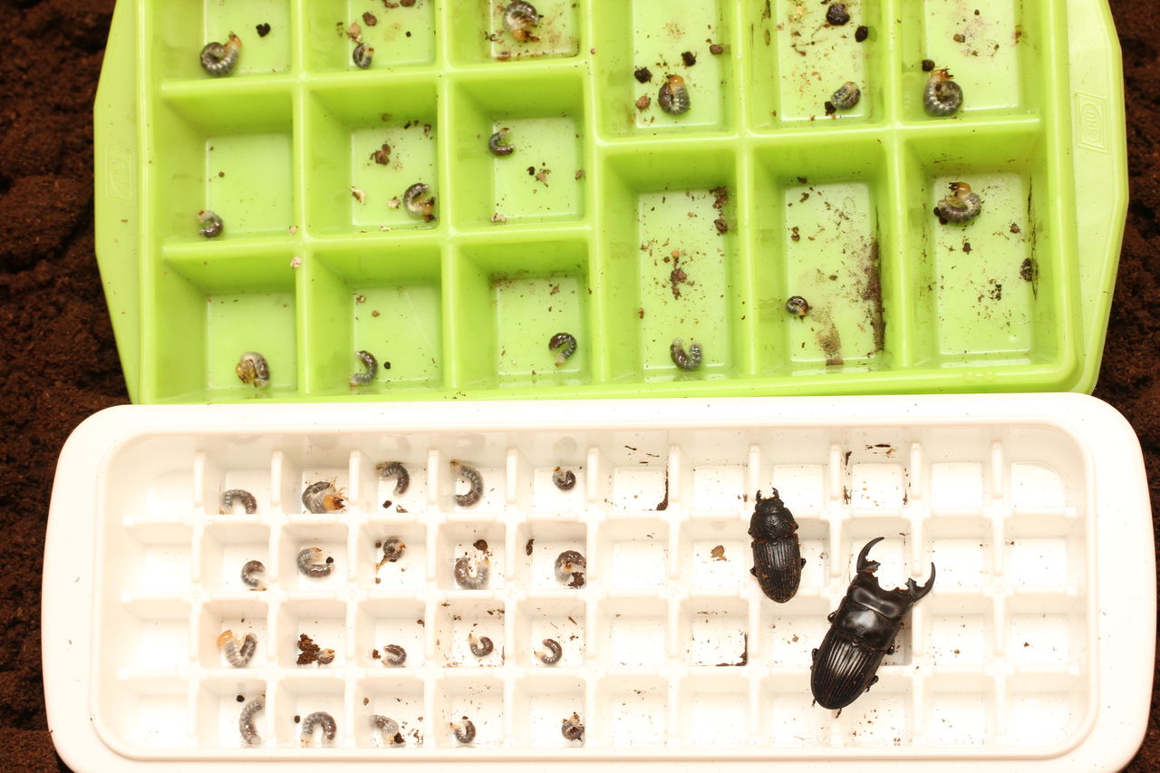 プラティオドンネブト♀2 オマケ使用済♂1 トリオ プラティオドンネブトで再度ネブトクワガタのブリードにチャレンジ