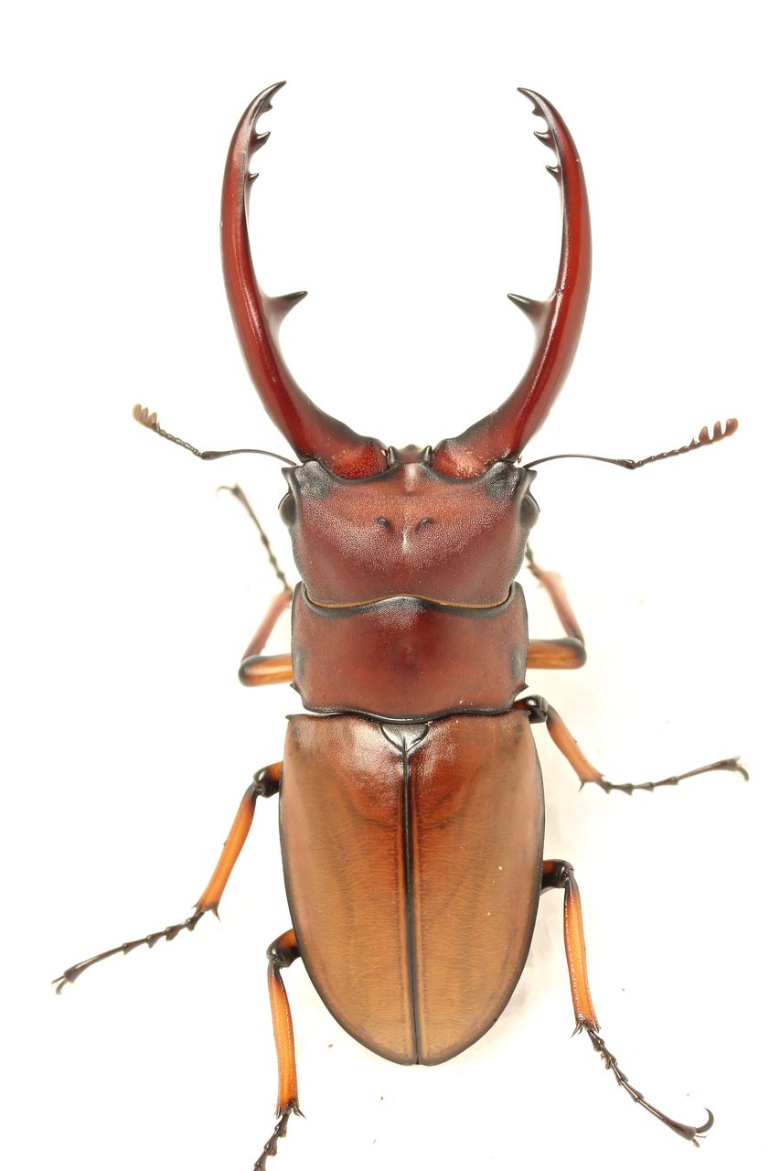 アスタコイデスノコギリクワガタ飼育記(mizunumai) : オオカブトの部屋