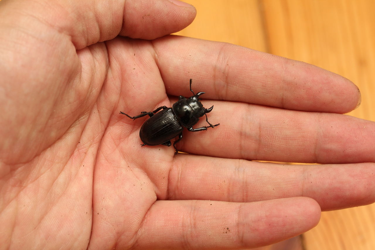 国産オオクワガタ飼育記(自己採集山形産) 採集〜2齢体ミニ個体
