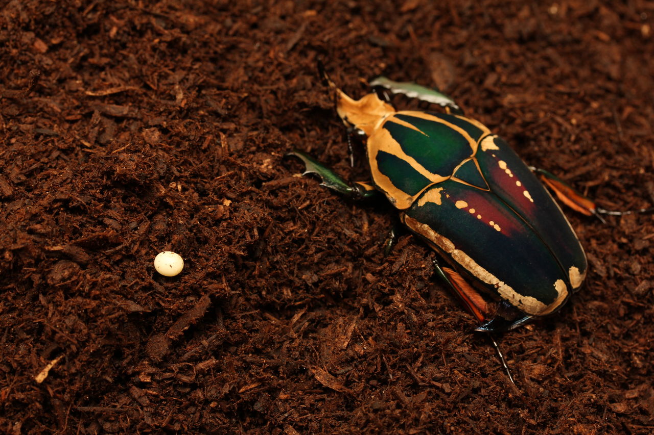 ウガンデンシス飼育記 羽化〜② : オオカブトの部屋