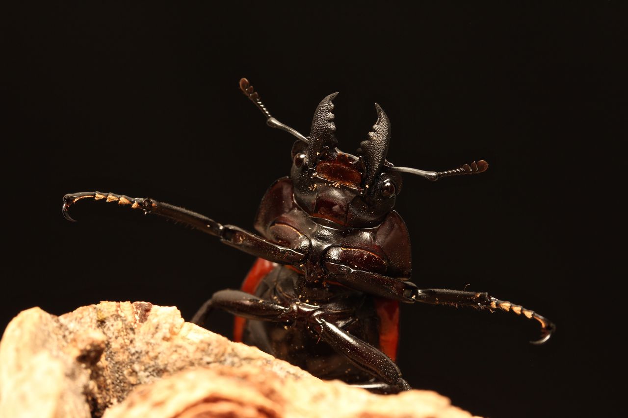 ニティドゥスマルバネクワガタ飼育記 : オオカブトの部屋