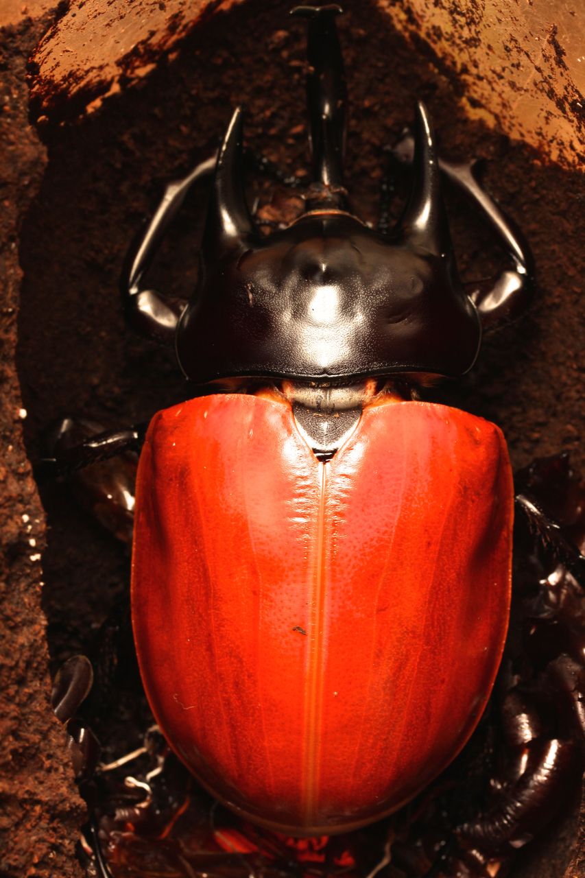 アクティオンゾウカブト飼育記 ♂羽化 : オオカブトの部屋