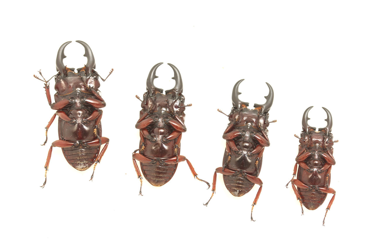 外国産ネブト色々 : オオカブトの部屋