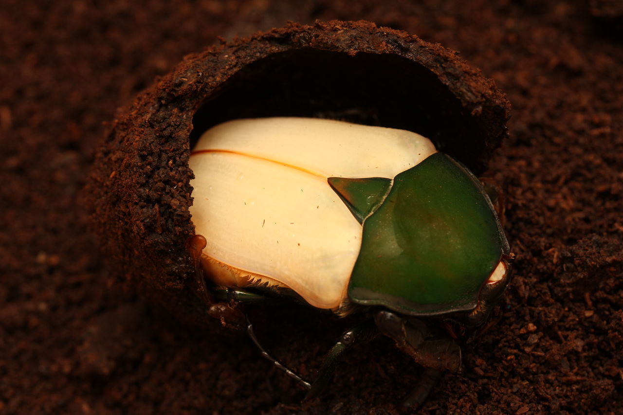 トルクアータオオツノカナブン(インマキュリコリス)飼育記 羽化