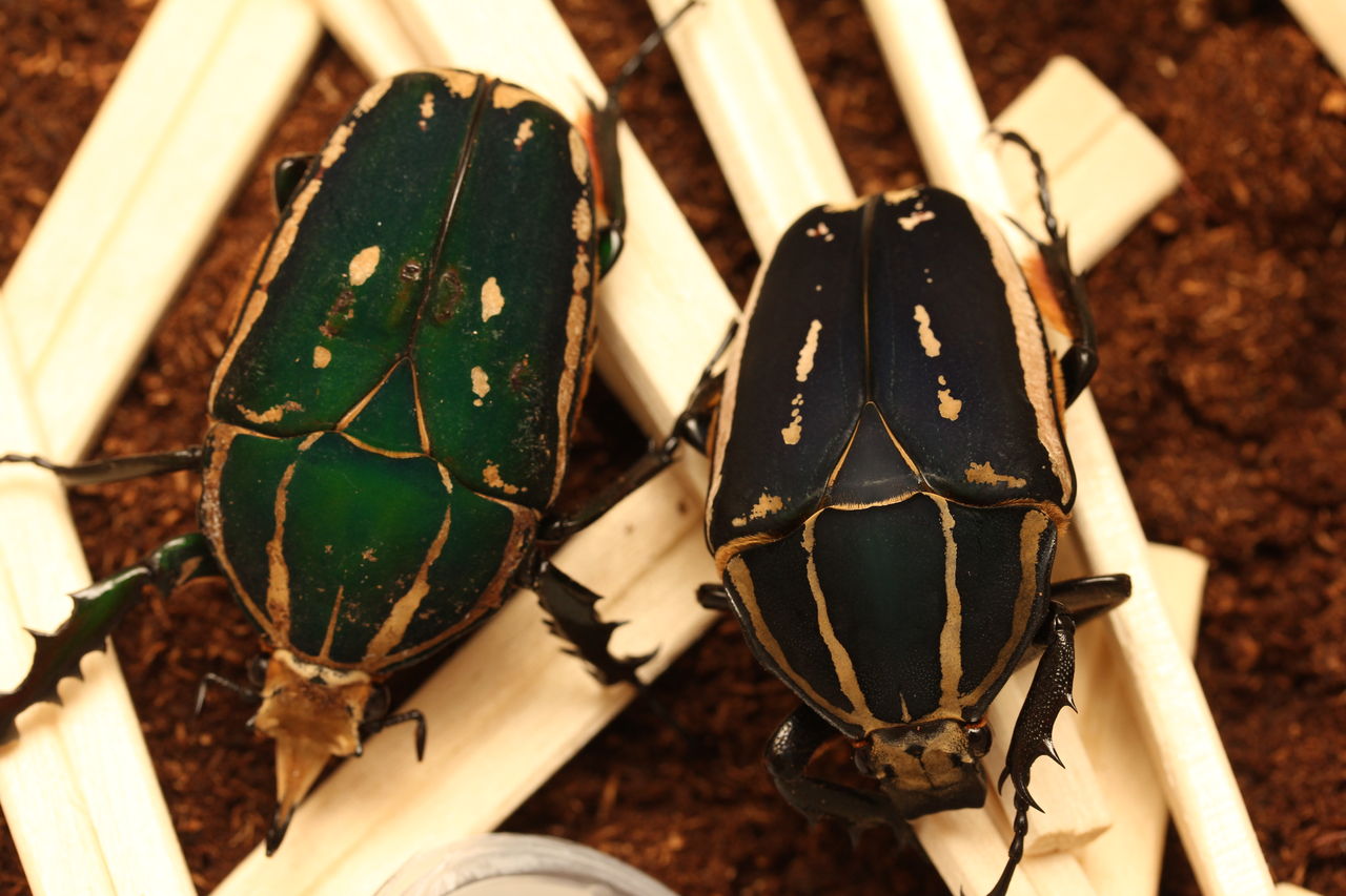 昆虫標本 ウガンダ　ウガンデンシス　4匹セット ウガンデンシスオオツノカナブン☆2令幼虫4頭セット