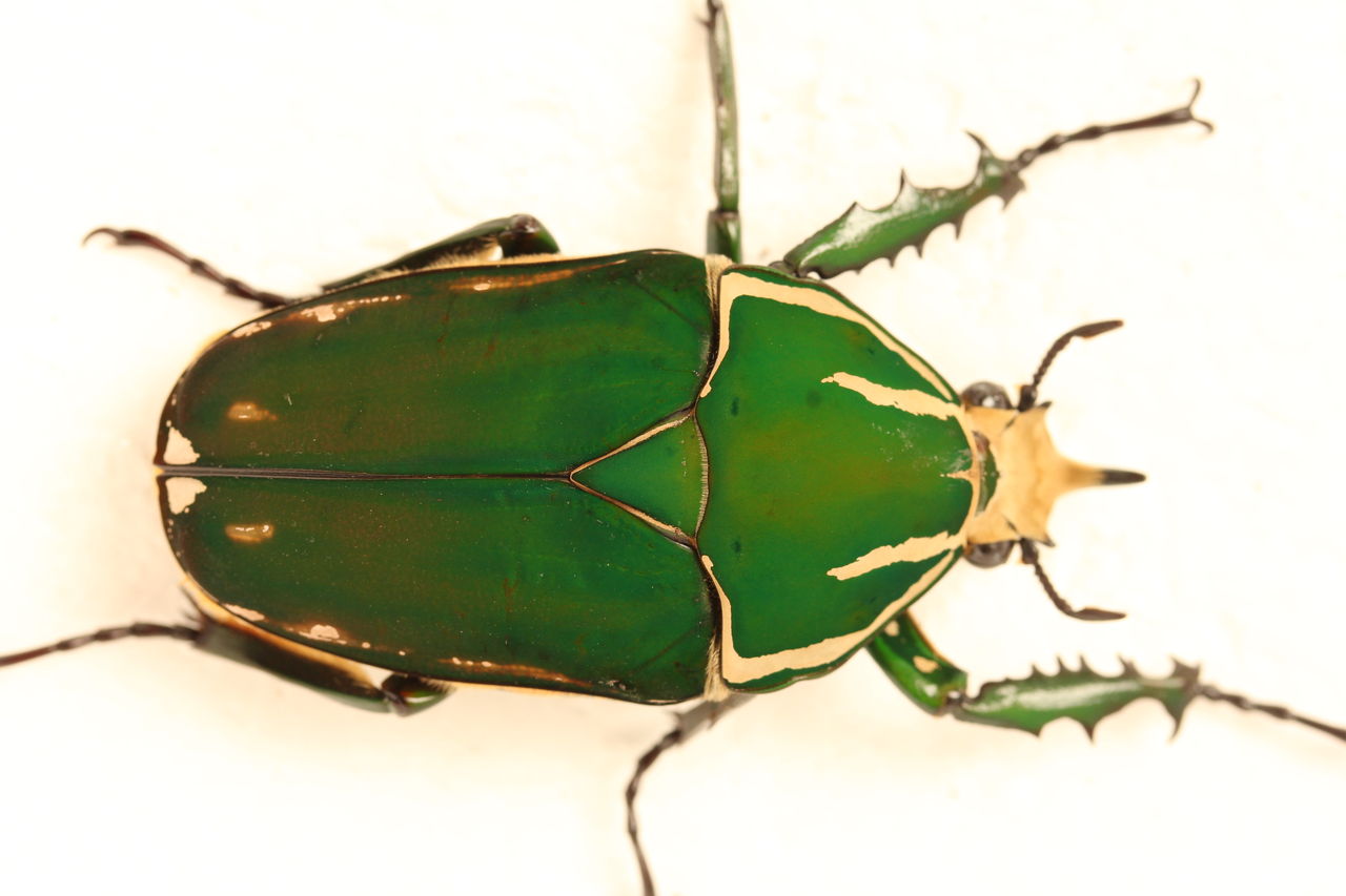 オオツノカナブントルクアータ約71ミリ'86 コートジボワール産