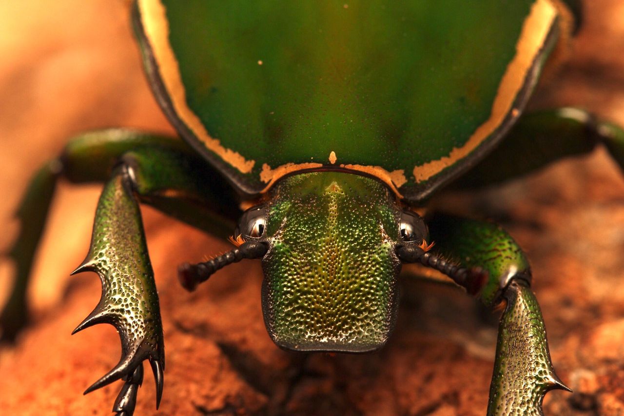 トルクアータオオツノカナブン(インマキュリコリス)飼育記