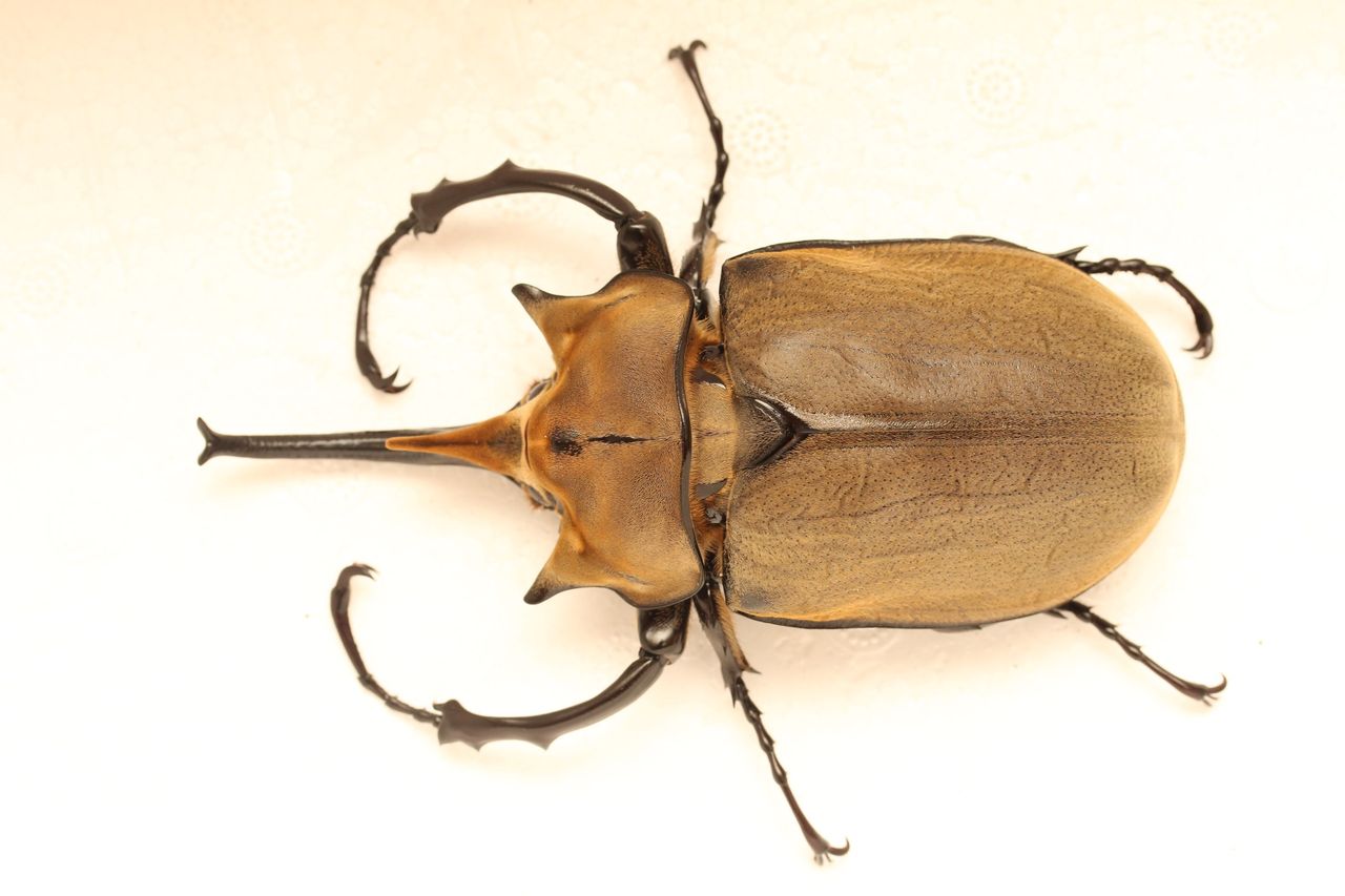 昆虫標本 大型エレファスゾウカブト  飼育個体