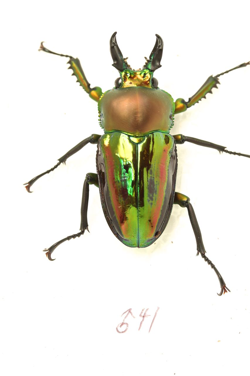 ニジイロクワガタ(ブルー血統)飼育記 羽化個体紹介 : オオカブトの部屋