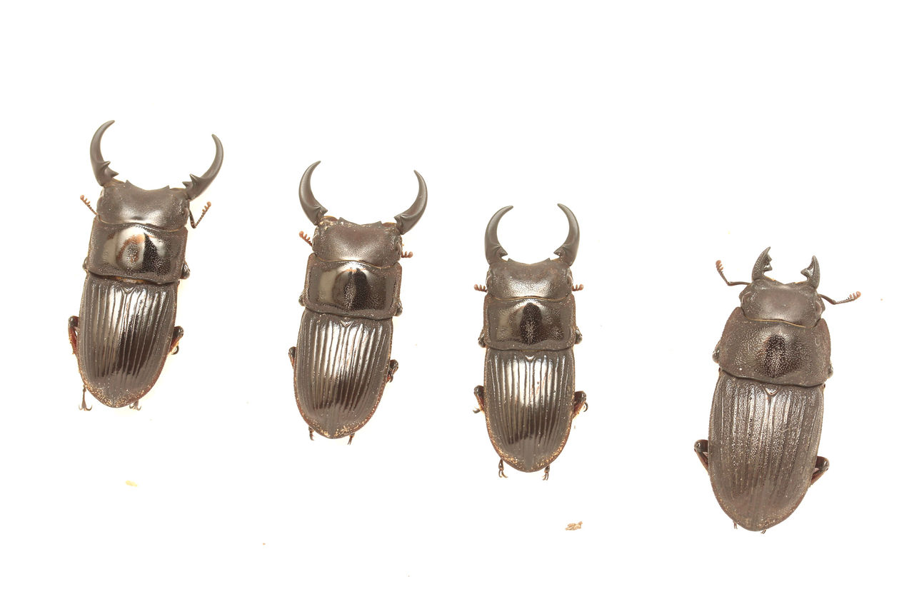 外国産ネブト色々 : オオカブトの部屋