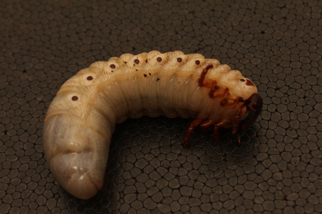 ミンダナオアトラス飼育記 : オオカブトの部屋