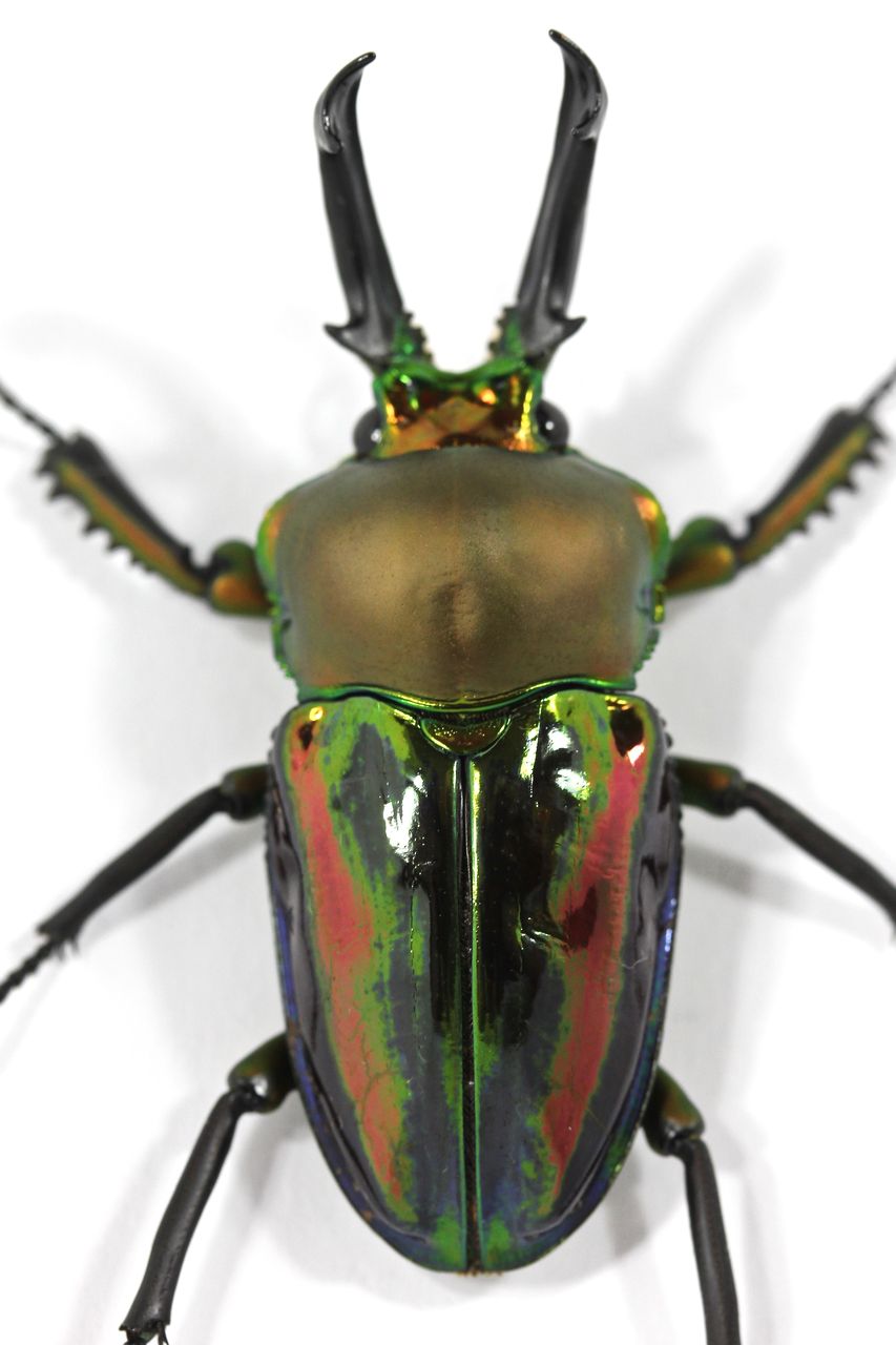 ニジイロクワガタ飼育記(ブルー血統) 3世代目紹介＆アウト1代目途中