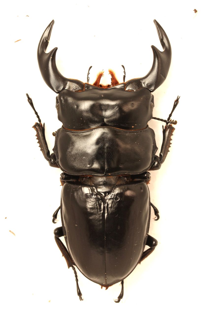 ★★★　極太幅広血統　ブータンアンタエウス　Ｆ４　初２齢４頭＋補償１頭　　★★★ アンタエウスオオクワガタ（ブータン王国シェムガン県産）CBF3 飼育