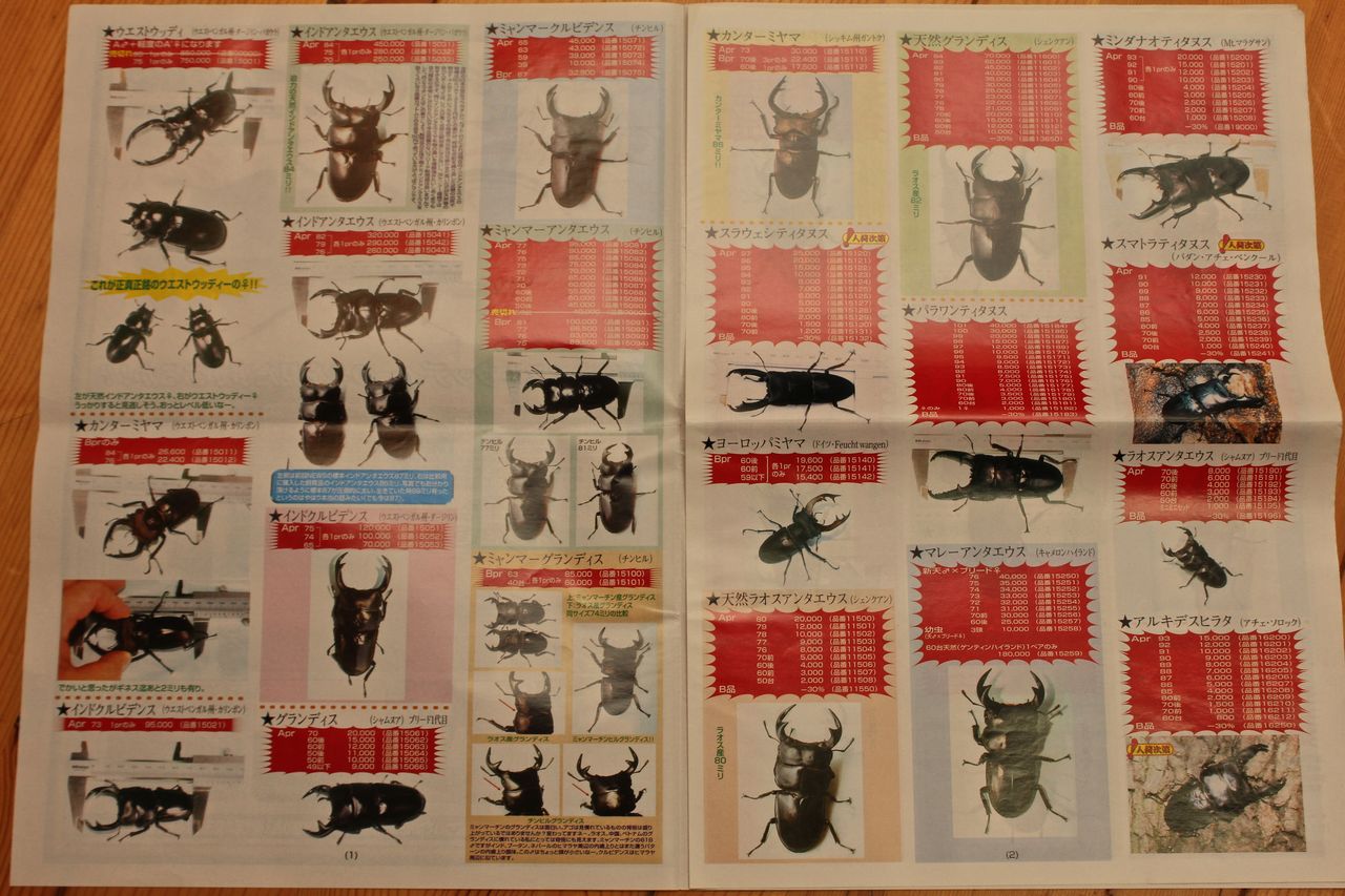 くわがたマガジン 28冊 くわがたマガジン29号 禁断のダイナステス・ハイブリッド