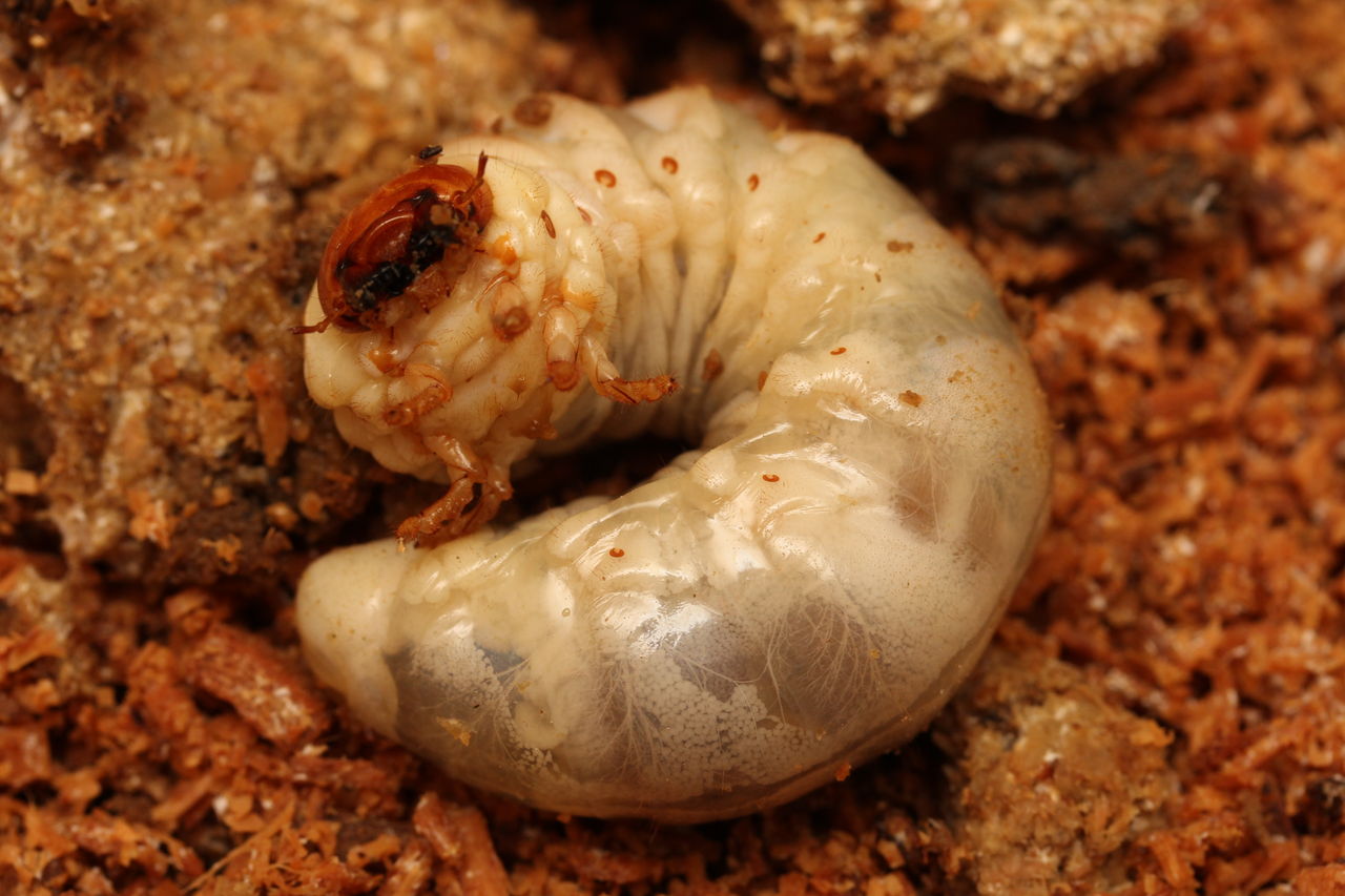 オオクワガタ特大78.6㎜　初令幼虫採集個体 オオクワガタ特大78.6㎜ 初令幼虫採集個体