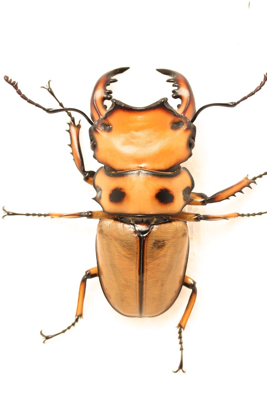 コンゴ産　ジョンストンメンガタクワガタ　53mm コンゴ産 ジョンストンメンガタクワガタ 53mm 希少・珍品